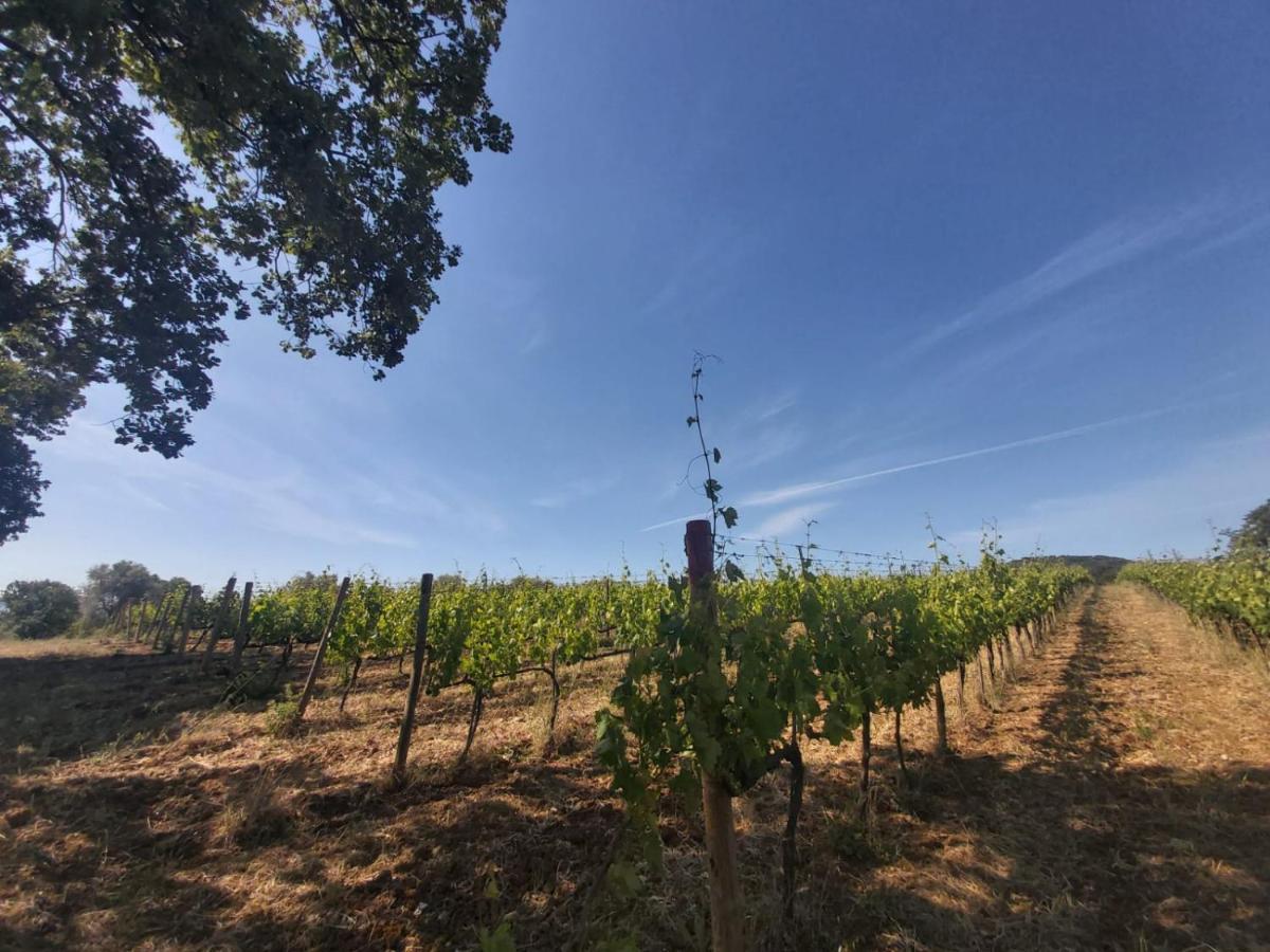 Tenuta Santa Maria Villa Campagnatico Bagian luar foto
