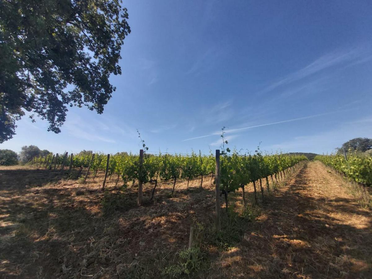 Tenuta Santa Maria Villa Campagnatico Bagian luar foto